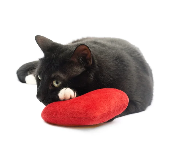 Black cat and red heart — Stock Photo, Image