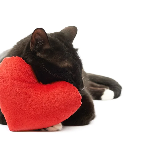 Chat noir et coeur rouge — Photo