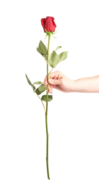 Mão segurando uma rosa isolada — Fotografia de Stock