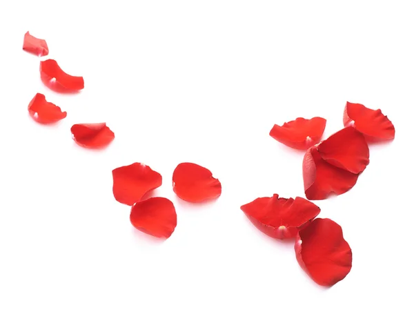 Zusammensetzung der roten Rosenblätter isoliert — Stockfoto