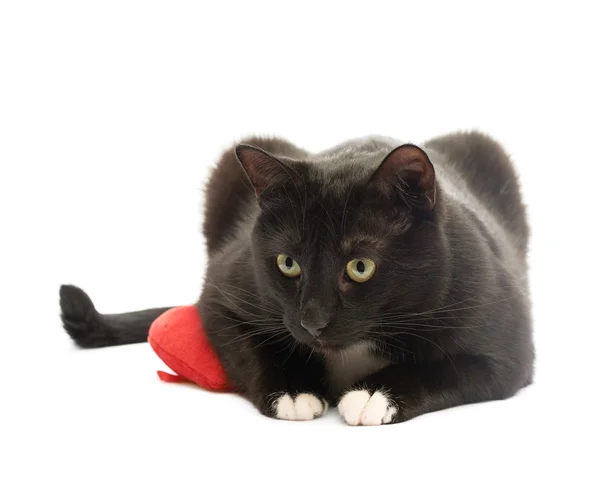Black cat and red heart — Stock Photo, Image