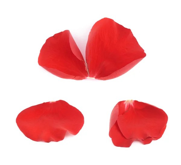 Red rose flower petals set isolated — Stock Photo, Image