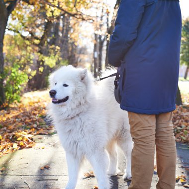 Arctic Spitz Samoyed köpek açık havada yürüyüş