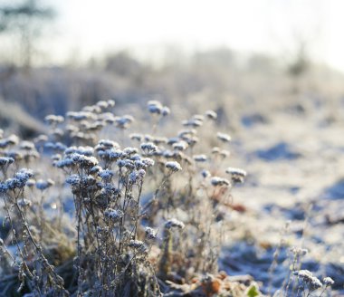 Manzara karşı vahşi bitkiler buzlu