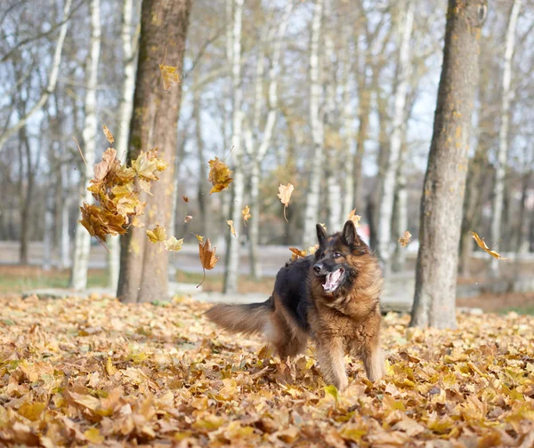 Oynayan Alman çoban köpek — Stok fotoğraf