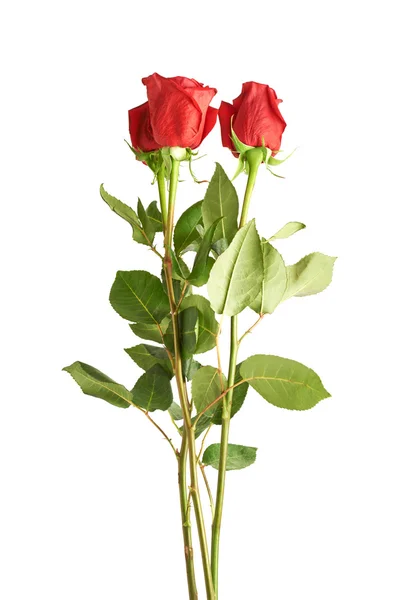 Tres rosas rojas — Foto de Stock