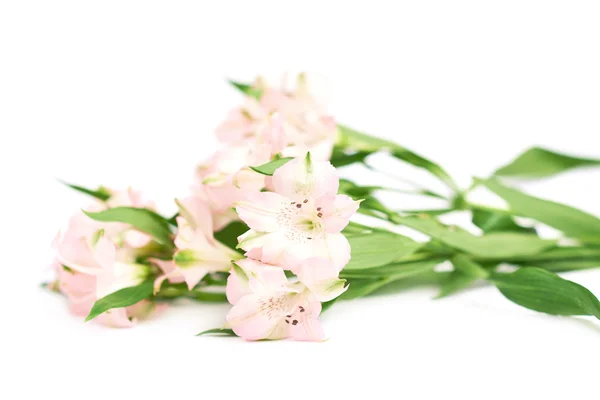 Stapel alstroemeria bloemen — Stockfoto