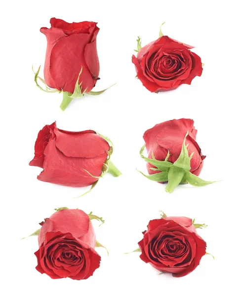 Rote Rosenblütenknospen — Stockfoto