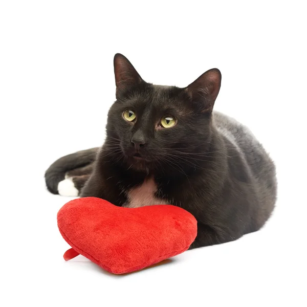 Black cat and red heart — Stock Photo, Image