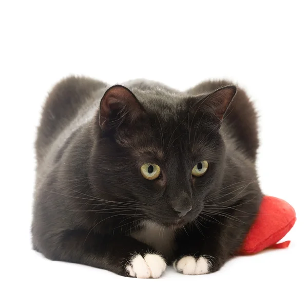 Black cat and red heart — Stock Photo, Image