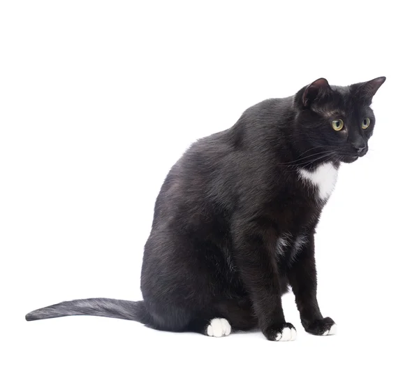 可爱的黑猫 — 图库照片
