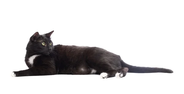 Kucing hitam lucu — Stok Foto