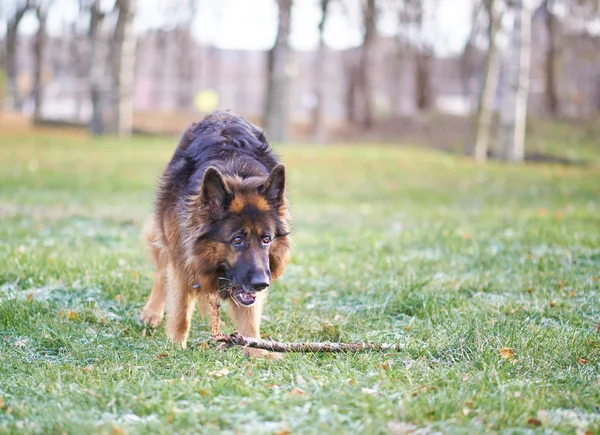 Cão pastor alemão com a vara — Fotografia de Stock
