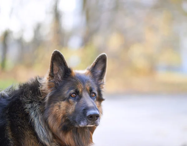 Tysk herdehund — Stockfoto