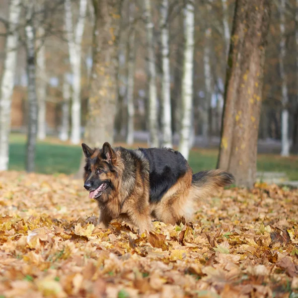 Oynayan Alman çoban köpek — Stok fotoğraf