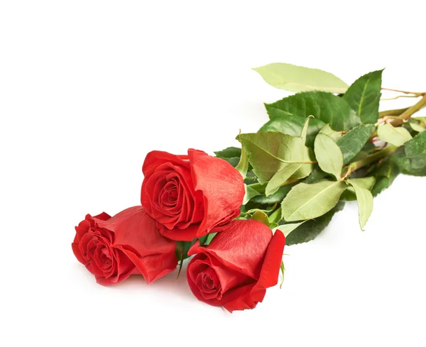 Three red roses — Stock Photo, Image