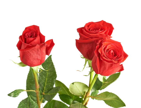 Tres rosas rojas — Foto de Stock