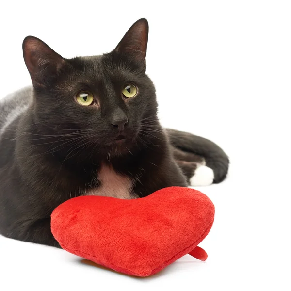 Black cat and red heart — Stock Photo, Image