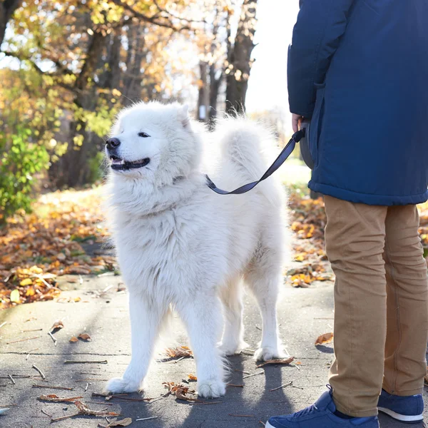 Arctic Spitz Samojeed hond buiten lopen — Stockfoto
