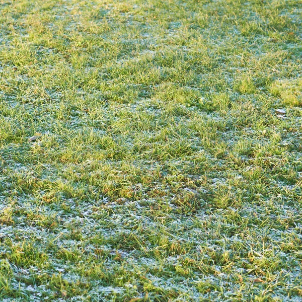 Matowe rano trawa łąka — Zdjęcie stockowe