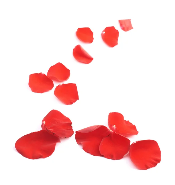 Red rose petals composition — Stock Photo, Image