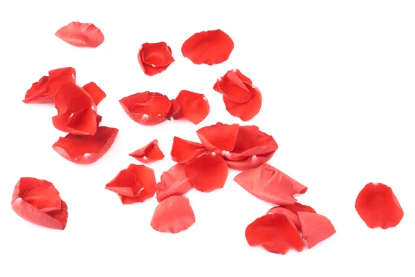 Surface covered with rose petals — Stock Photo, Image