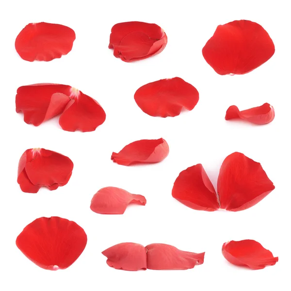 Red rose flower petals set — Stock Photo, Image