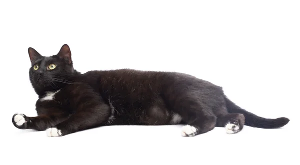 Şirin siyah kedi. — Stok fotoğraf