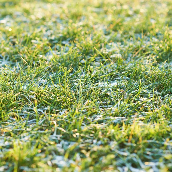 Frosted morning meadow grass — Stock Photo, Image