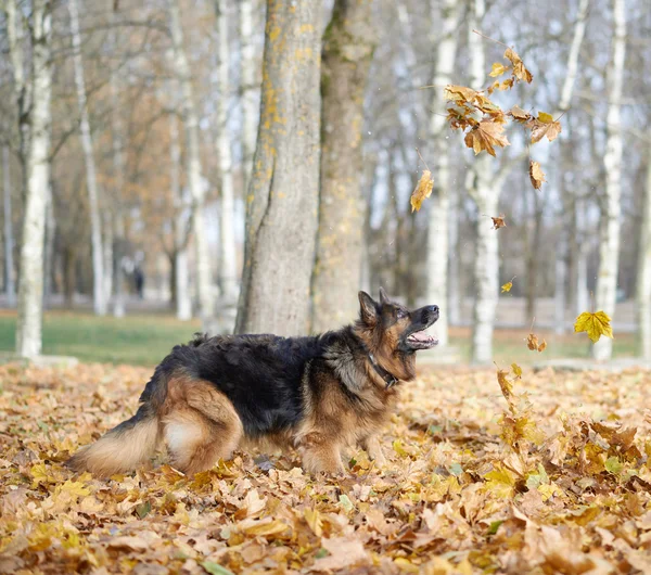 Sarı akçaağaç yaprakları ile oynayan köpek — Stok fotoğraf