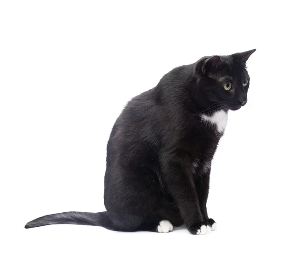 Söt svart katt — Stockfoto