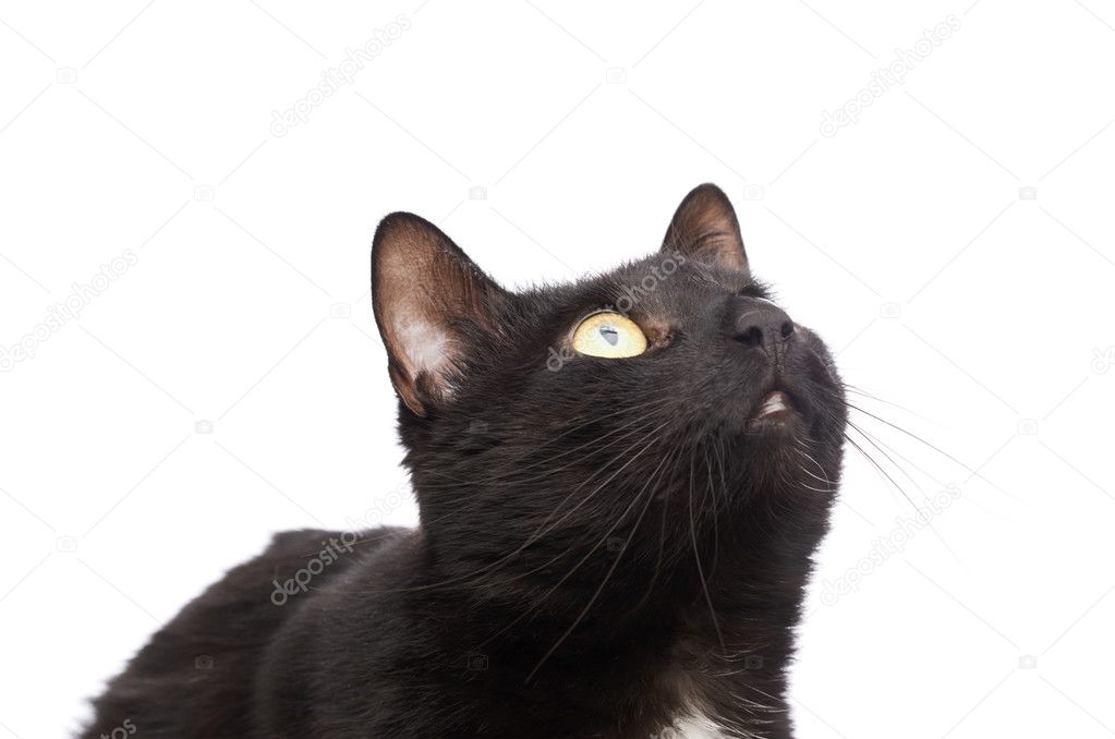 Mignon Chat Noir Image Libre De Droit Par Exopixel C Mignon Chat Noir Image Libre De Droit Par Exopixel C