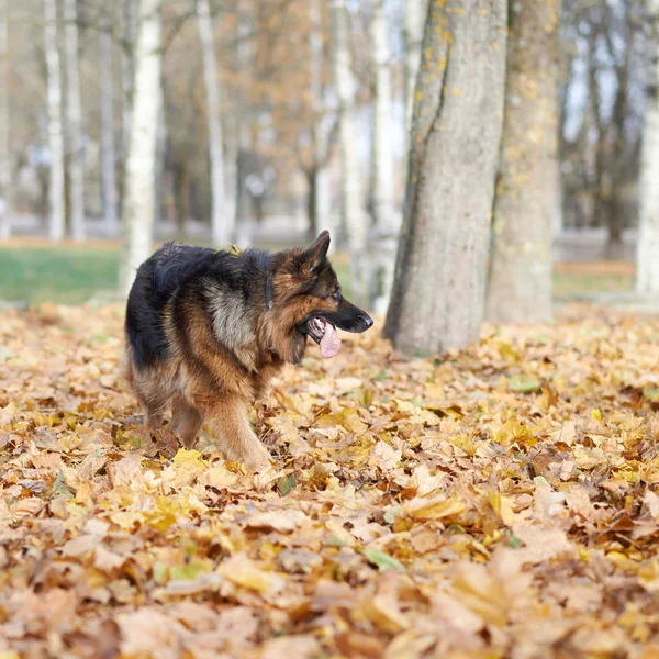 German shepherd dog playing with  leaves — Stock Photo, Image