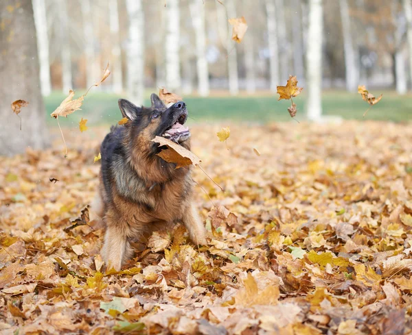 Tysken Fåraherde hund leker med blad — Stockfoto
