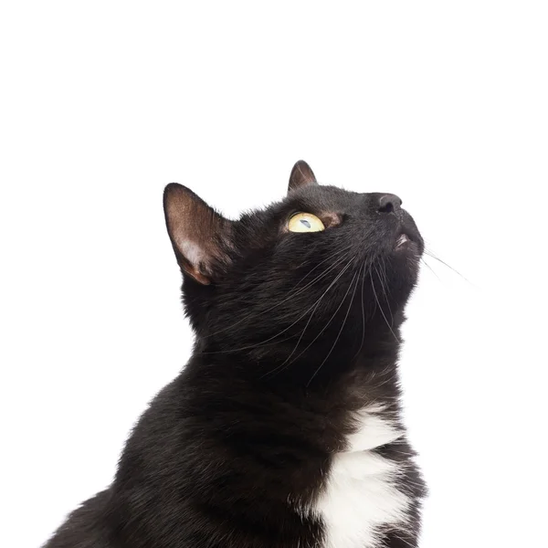 Fekete macska portré keresi fel — Stock Fotó