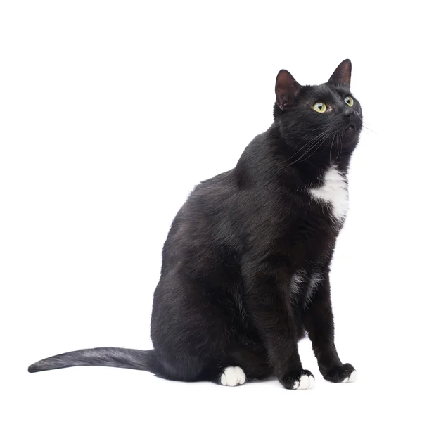 坐着的黑猫 — 图库照片