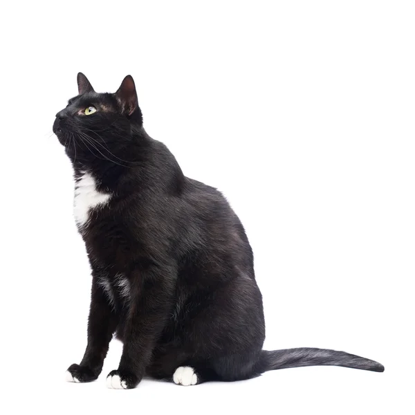 Sitzende schwarze Katze — Stockfoto