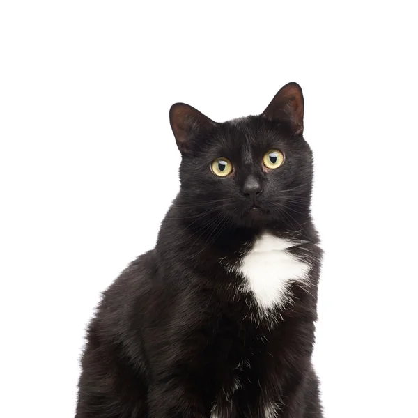 Гарненька чорна кішка — стокове фото