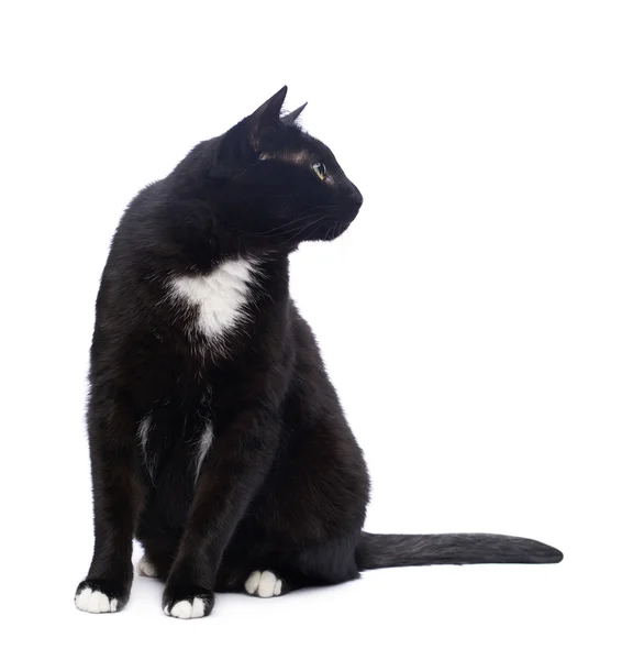 Süße schwarze Katze — Stockfoto