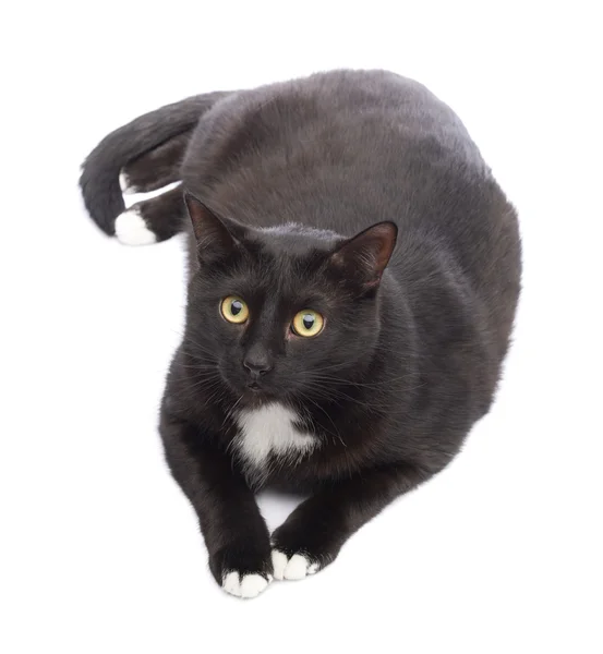 Cute black cat — Stock Photo, Image