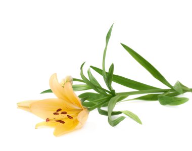 Sarı zambak lilyum çiçek