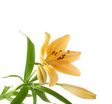 Yellow lily lilium flower clipart