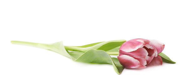 Розовый пурпурный цветок
