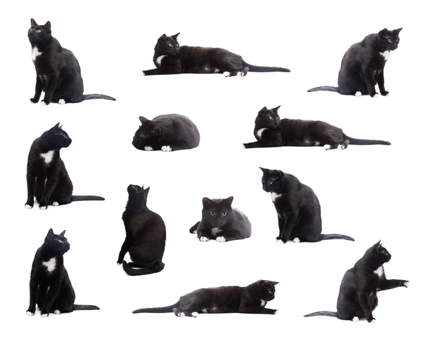 Çoklu siyah kedi resimleri kümesinin — Stok fotoğraf