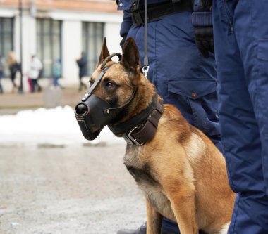 Sınır güvenlik köpekleri