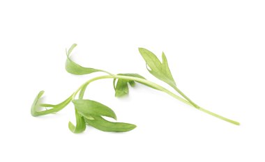 Tarhun çok yıllık aromatik mutfak ot