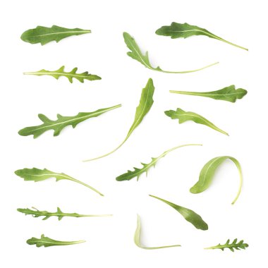 Eruca sativa rucola roket salata