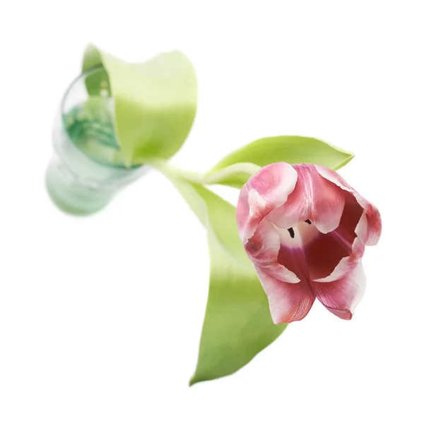 Rosa magenta tulip flower — Stockfoto