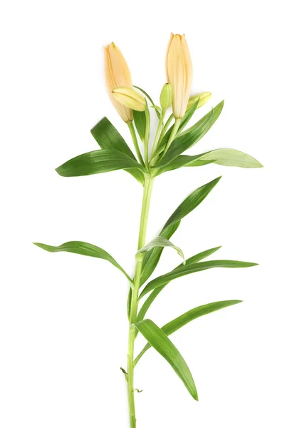 Gele lelie lilium bloem — Stockfoto