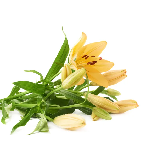노란 백합 나리속 꽃 — 스톡 사진